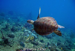 Green Turtle @ El Natural Beach Aguadilla PR by Carlos Pérez 
